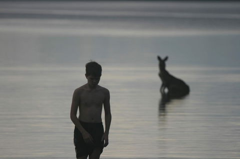 Lake Weyba Noosa Lodge & Kangaroos - Accommodation Directory 37