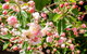 Apple Blossom Cottages - thumb 3