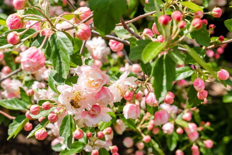Apple Blossom Cottages - Accommodation Directory 3