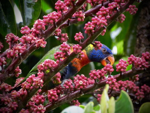 Daintree Manor B&B - Accommodation Directory 4