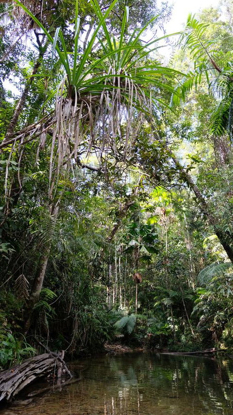 Daintree Manor B&B - Accommodation Directory 7