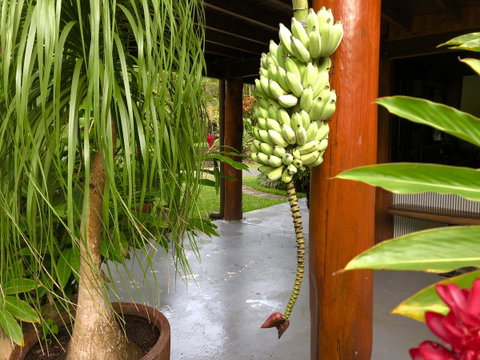 Daintree Manor B&B - Accommodation Directory 10