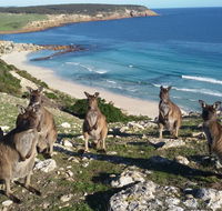 Waves  Wildlife Cottages Kangaroo Island - Accommodation Directory