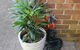 3 MELALEUCA - thumb 2