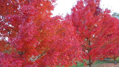 HEALESVILLE GETAWAY - Accommodation Directory 0