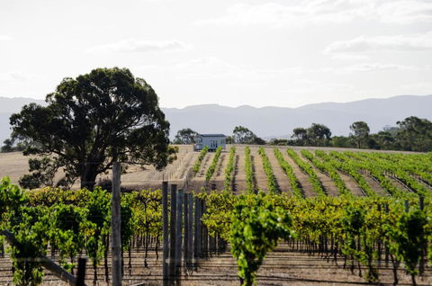 Hounds Run Vineyard - Tiny House In The Grampians - Accommodation Directory 1