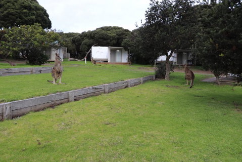 Anglesea Family Caravan Park - Accommodation Directory 3