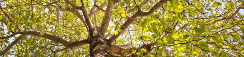 Poplar Tourist Park - Accommodation Directory 1