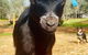 Sandalwood Downs Fabulous Farm Stay TOODYAY - thumb 3