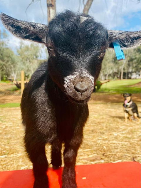 Sandalwood Downs Fabulous Farm Stay TOODYAY - Accommodation Directory 3