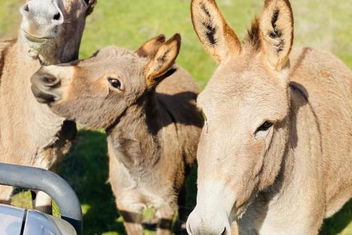 Sandalwood Downs Fabulous Farm Stay TOODYAY with Accommodation Directory