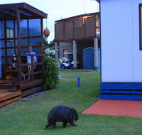 BIG4 Kelso Sands Holiday  Native Wildlife Park - Accommodation Directory