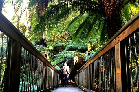 Small-Group Great Ocean Road And Twelve Apostles Full-Day Tour - Accommodation Directory 1
