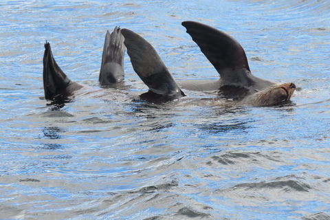 Twilight Sail Bruny Island - Accommodation Directory 0