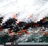 Cruise in Moreton Bay Marine Park and Moreton Island - Accommodation Directory