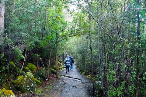 Kunanyi / Mt Wellington Explorer Bus - 2 Hour Return Tour - Accommodation Directory 2