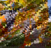 Full Day Tamar Valley Wine Tour - Accommodation Directory