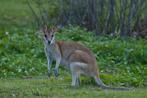 Cairns 4WD Waterfall And Rainforest Tour Including Kuranda Scenic Railway - Accommodation Directory 2