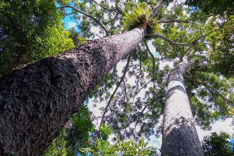 Paronella Park And Millaa Millaa Falls Full-day Tour From Cairns - Accommodation Directory 1