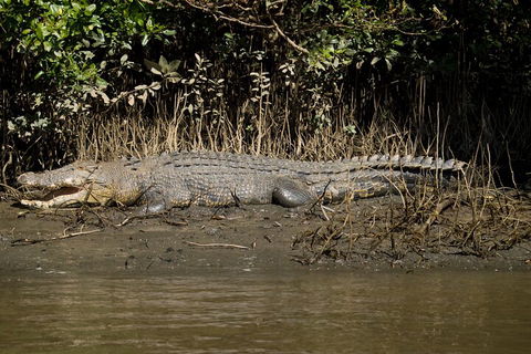 4-Day Cairns With Great Barrier Reef And Daintree Rainforest - Accommodation Directory 4