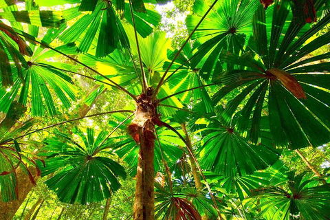 Private Daintree National Park Day Tour From Cairns Including Cape Tribulation And Mossman Gorge - Accommodation Directory 3