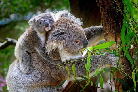 Private Two Day Great Ocean Road Tour - Accommodation Directory 2
