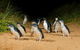 2 Day Exclusively Private Tour Of Phillip Island & The Great Ocean Road - thumb 3