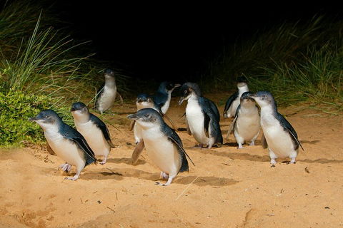 2 Day Exclusively Private Tour Of Phillip Island & The Great Ocean Road - Accommodation Directory 3