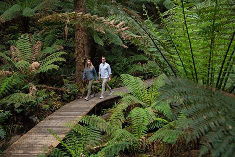 2 Day Exclusively Private Tour Of Phillip Island & The Great Ocean Road - Accommodation Directory 5