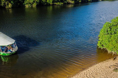 Afternoon Half-Day Daintree Rainforest And River Tour - Accommodation Directory 3