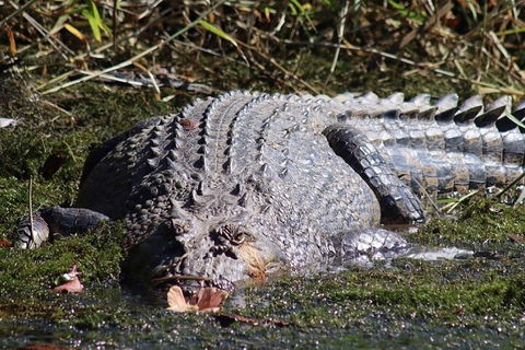Afternoon Half-Day Daintree Rainforest And River Tour - Accommodation Directory 5