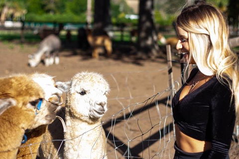 O'Reilly's & Lamington National Park Incl. Alpaca Farm + Vineyard - Accommodation Directory 3