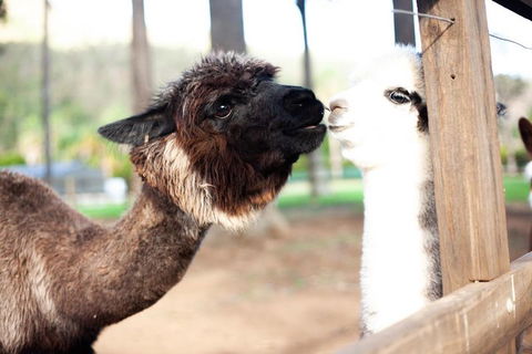 O'Reilly's & Lamington National Park Incl. Alpaca Farm + Vineyard - Accommodation Directory 4