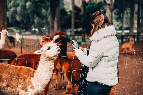 O'Reilly's & Lamington National Park Incl. Alpaca Farm + Vineyard - Accommodation Directory 5