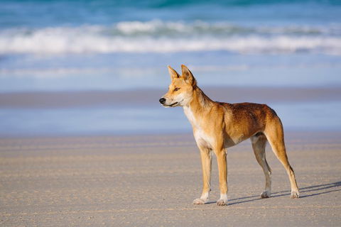 Fraser Island 4WD Tour From Rainbow Beach - Accommodation Directory 2