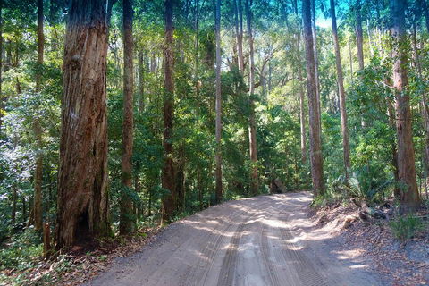 Fraser Island 4WD Tour From Rainbow Beach - Accommodation Directory 4