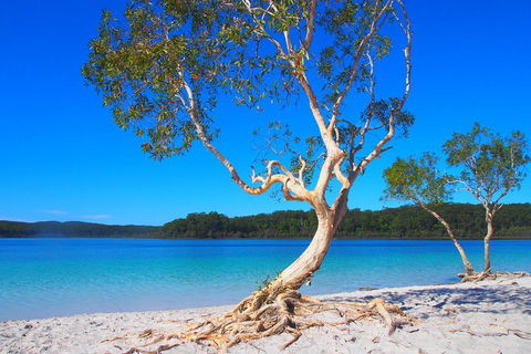 Fraser Island 4WD Tour From Rainbow Beach - Accommodation Directory 5