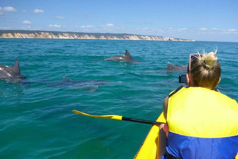 Kayak With Dolphins And 4WD Great Beach Drive Day Trip From Noosa - Accommodation Directory 1