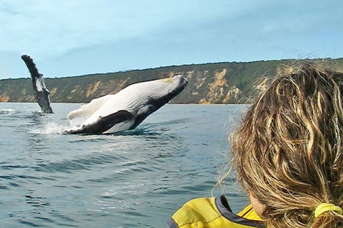 Kayak With Dolphins And 4WD Great Beach Drive Day Trip From Noosa - Accommodation Directory 3