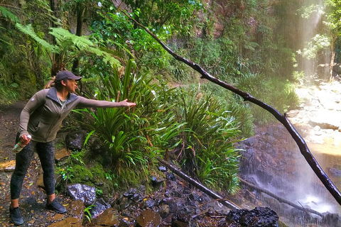Rainforest & Waterfalls Extravaganza - Accommodation Directory 4