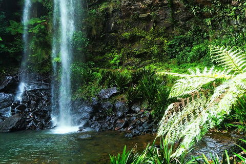 Private Tour - Rainforest & Waterfalls Extravaganza - Accommodation Directory 1
