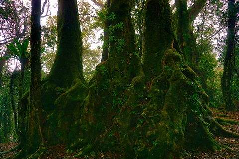 Private Tour - Rainforest & Waterfalls Extravaganza - Accommodation Directory 5