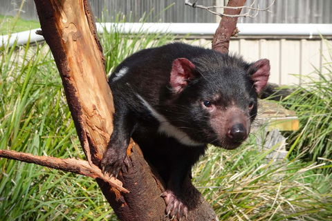 Tasmania 6 Day 'Tour In Circle' - Accommodation Directory 1