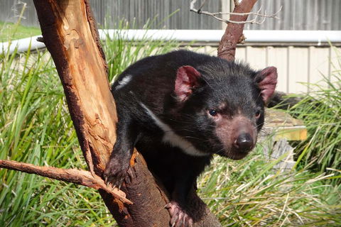 Tasmania 4 Day East Coast + Launceston - Accommodation Directory 2