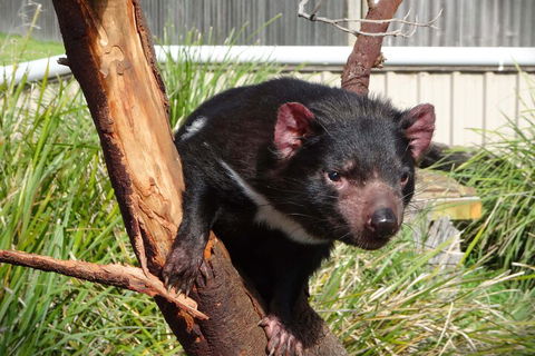6-Day Tasmania Small-Group Guided Tour With Gourmet Food - Accommodation Directory 1