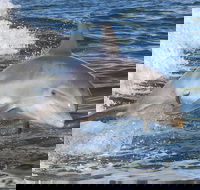 Noosa Oceanrider Scenic Dolphin Safari - Accommodation Directory