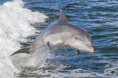 Noosa Oceanrider Scenic Dolphin Safari - Accommodation Directory 0