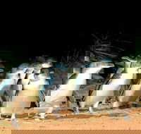 Phillip Island Penguins Private Tour - Accommodation Directory