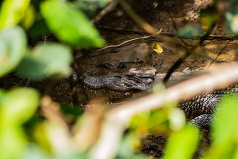 Cape Tribulation Day Tour - Accommodation Directory 5