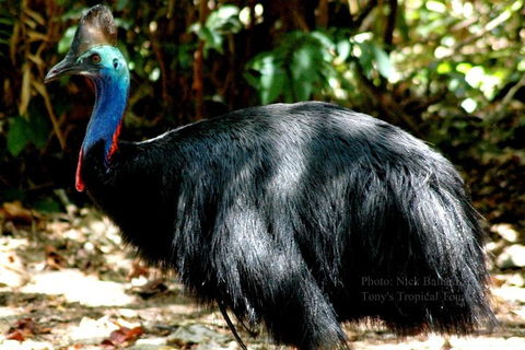 Daintree Rainforest, Cape Tribulation, Mossman Gorge Small-Group Day Tour - Accommodation Directory 3